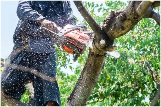 tree services Leetsdale